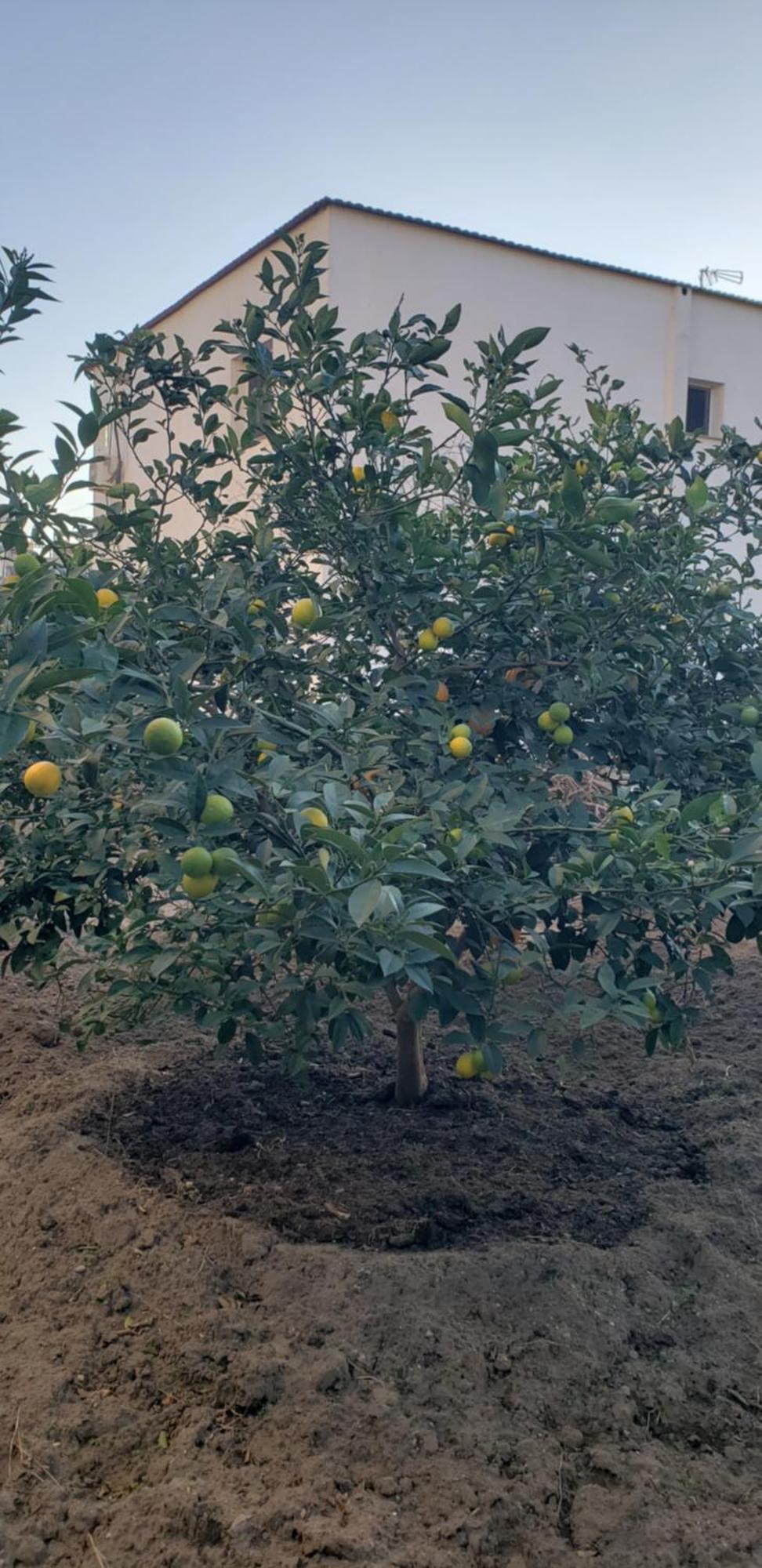 Pomegranates & Olives Guesthouse Durrës Zewnętrze zdjęcie
